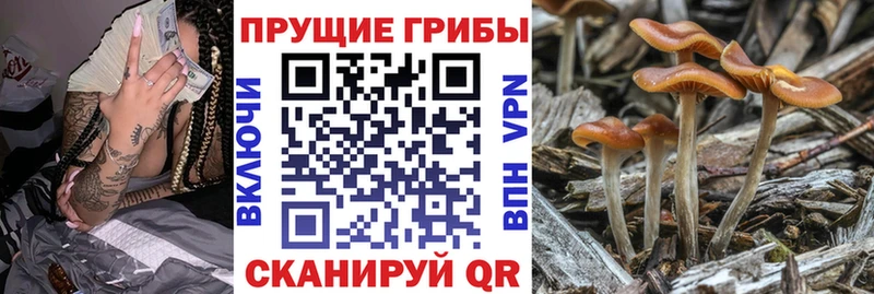 Купить  Славянск-на-Кубани  Псилоцибиновые грибы Magic Shrooms 